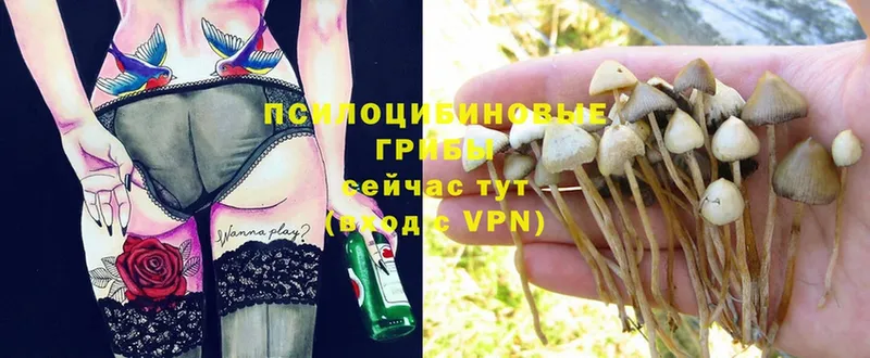 Псилоцибиновые грибы Psilocybe  Динская 